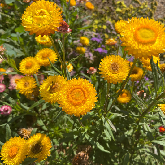 Gold Everlasting Daisy Seeds
