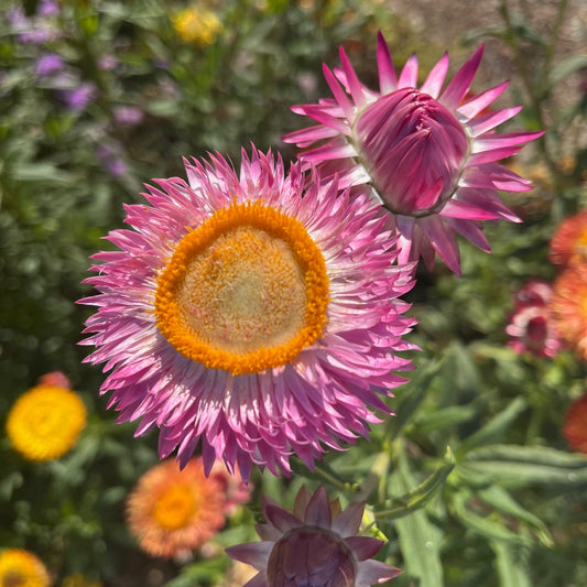 Light Pink Everlasting Daisy Seeds