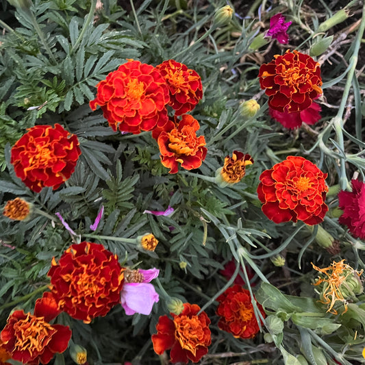 Red Fiesta Marigold Seeds