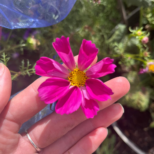 Hot Pink Seashell Cosmos Seeds