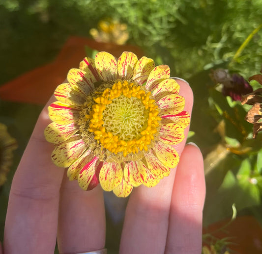 Peppermint Zinnia