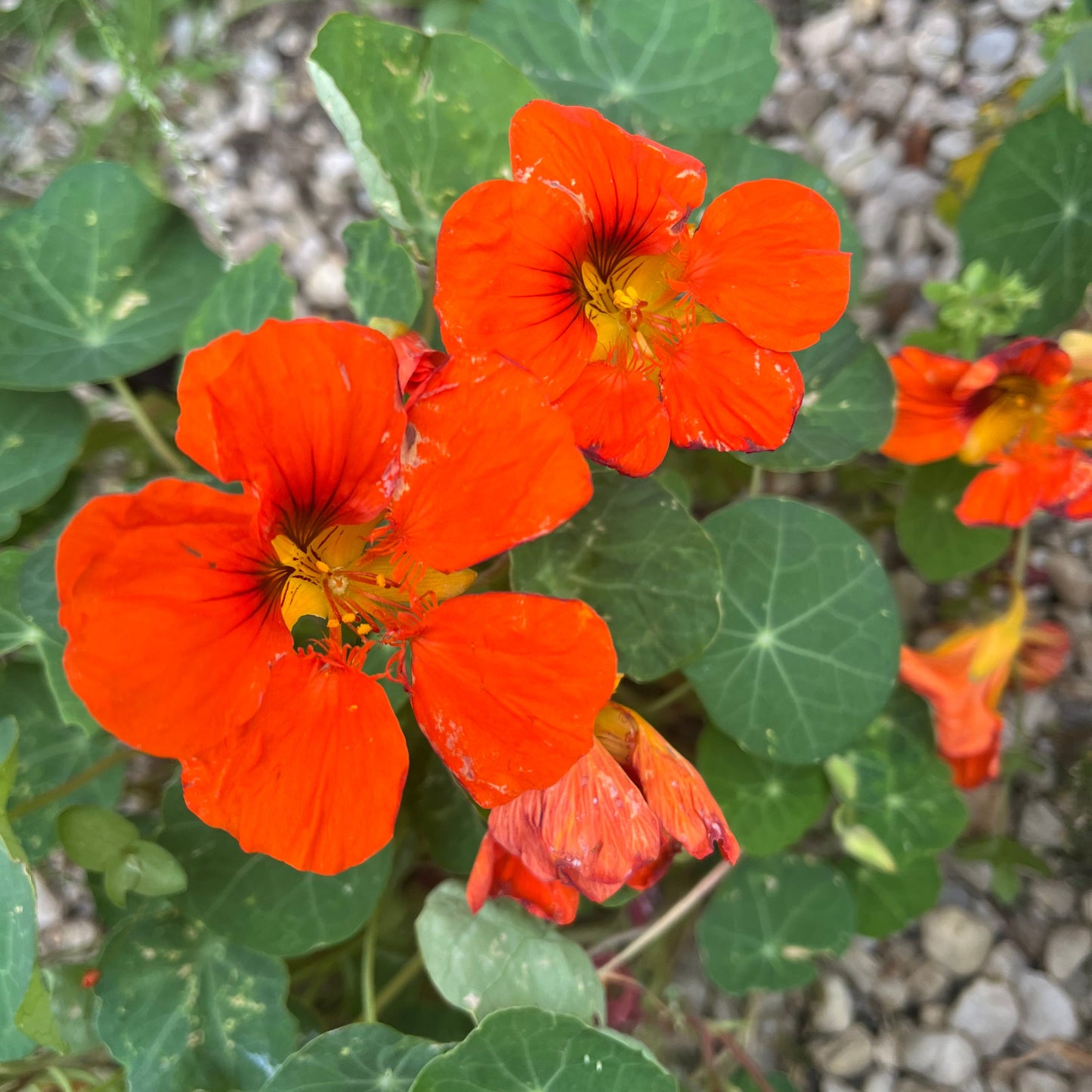 Orange Nasturtium Seeds