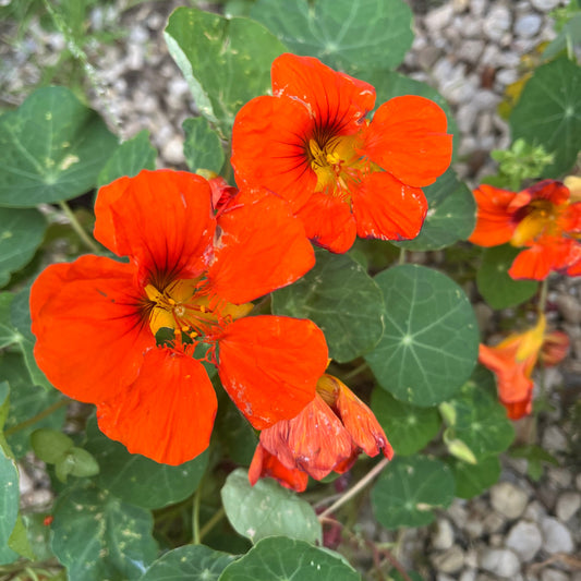Orange Nasturtium Seeds