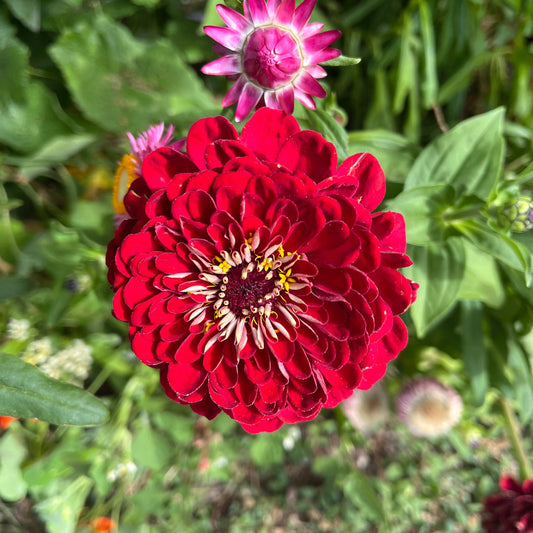 Cherry Red Queen Zinnia Seeds
