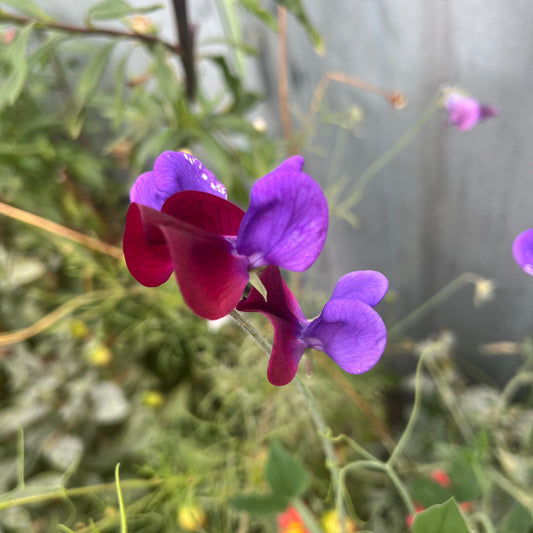Cupani's Original Sweetpea Seeds