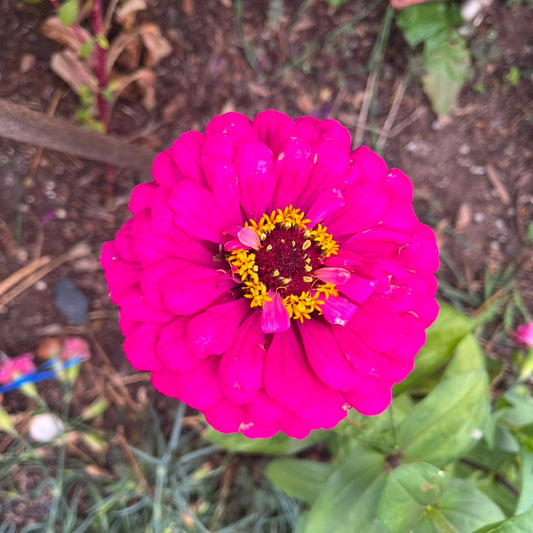 Purple Prince Zinnia Seeds
