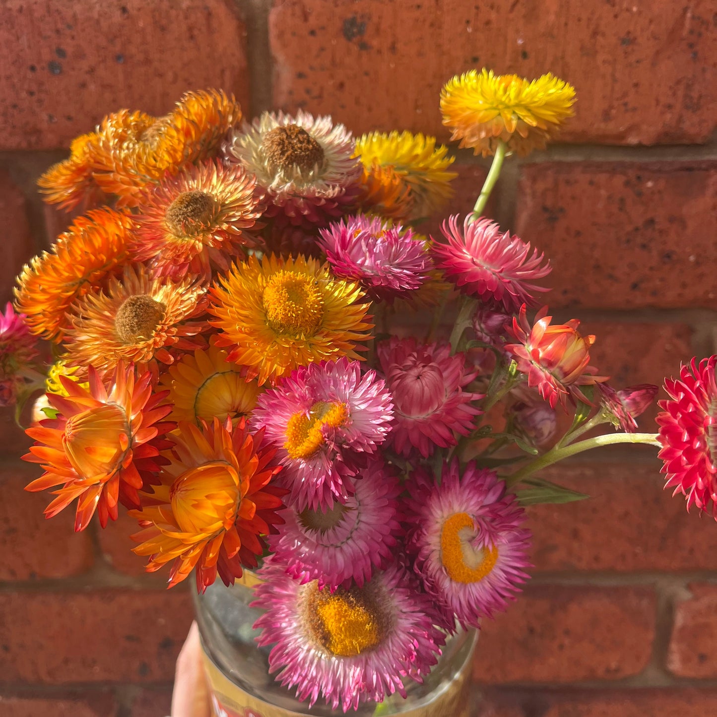 Mixed Everlasting Daisy Seeds