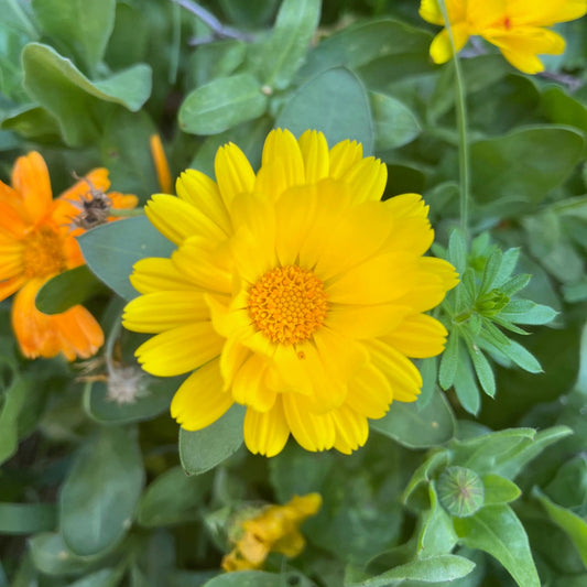 Yellow with Yellow Centre Calendula Seeds