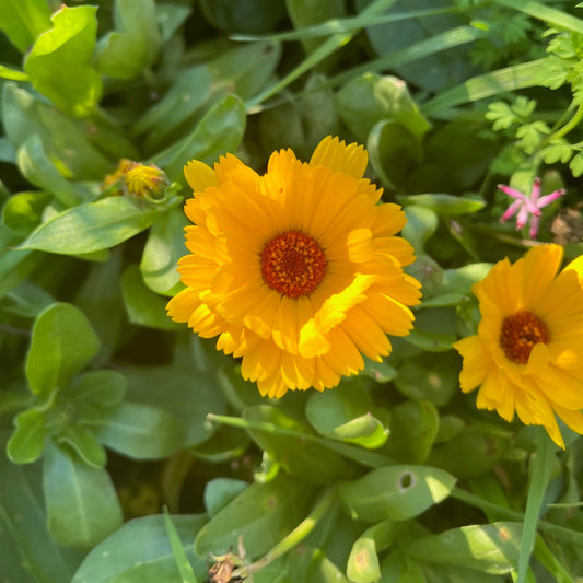 Yellow with Brown Centre Calendula Seeds