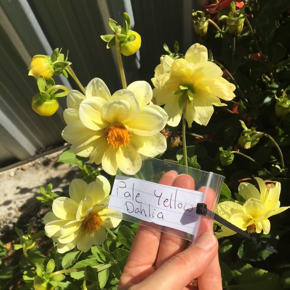 Pale Yellow Dahlia Seeds