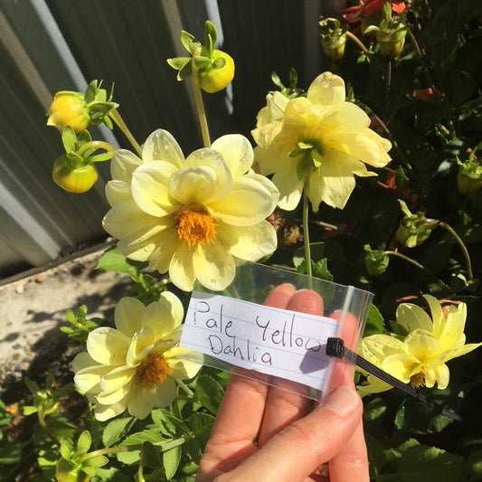 Pale Yellow Dahlia Seeds