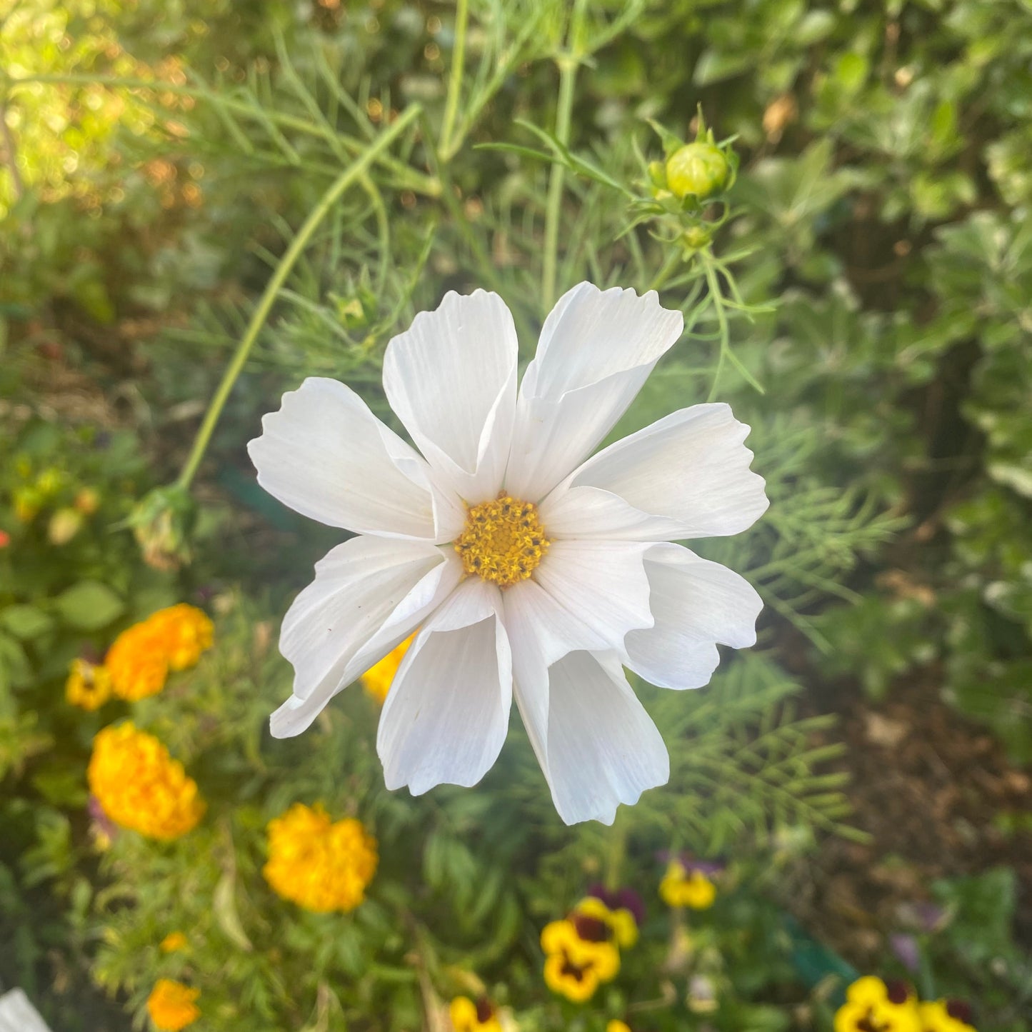 White Seashell Cosmos Seeds
