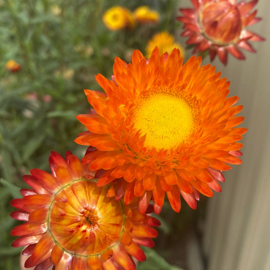 Orange Everlasting Daisy Seeds
