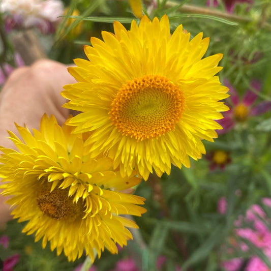 Yellow Everlasting Daisy Seeds