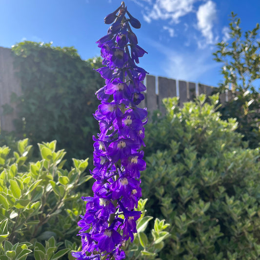 King Arthur Purple Delphinium Seeds