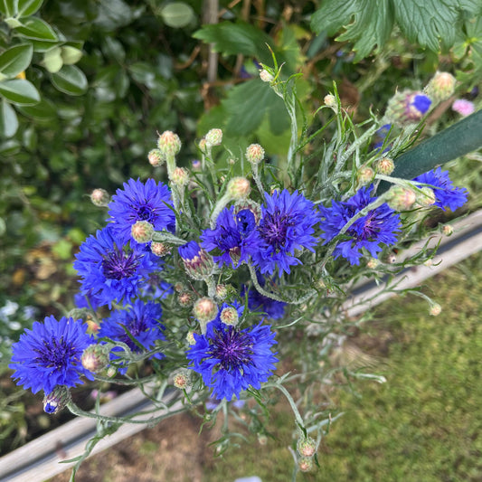 Blue Boy Cornflower Centaurea Seeds