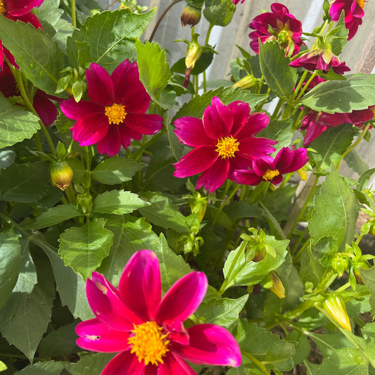 Hot Pink Dahlia Seeds