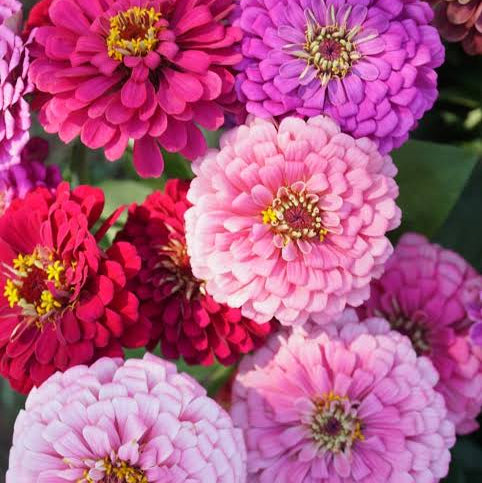 Mixed Zinnia "Dahlia size" Seeds