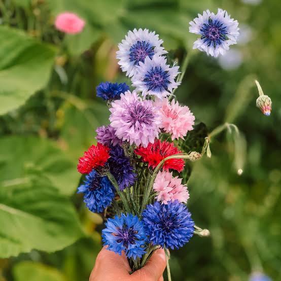 Mixed Cornflower Centaurea Seeds