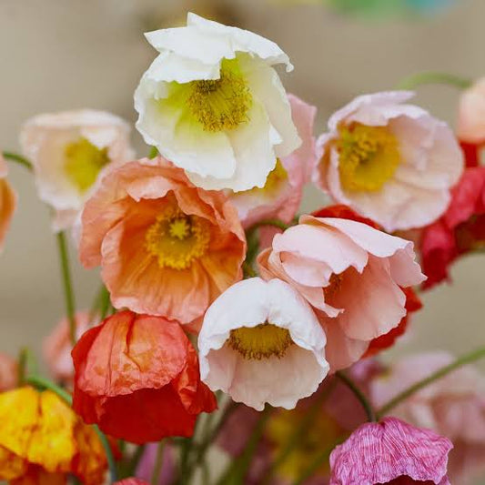 Iceland Poppy Mix Seeds