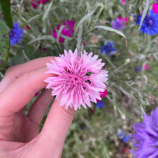 Pink Ball Cornflower Centaurea Seeds