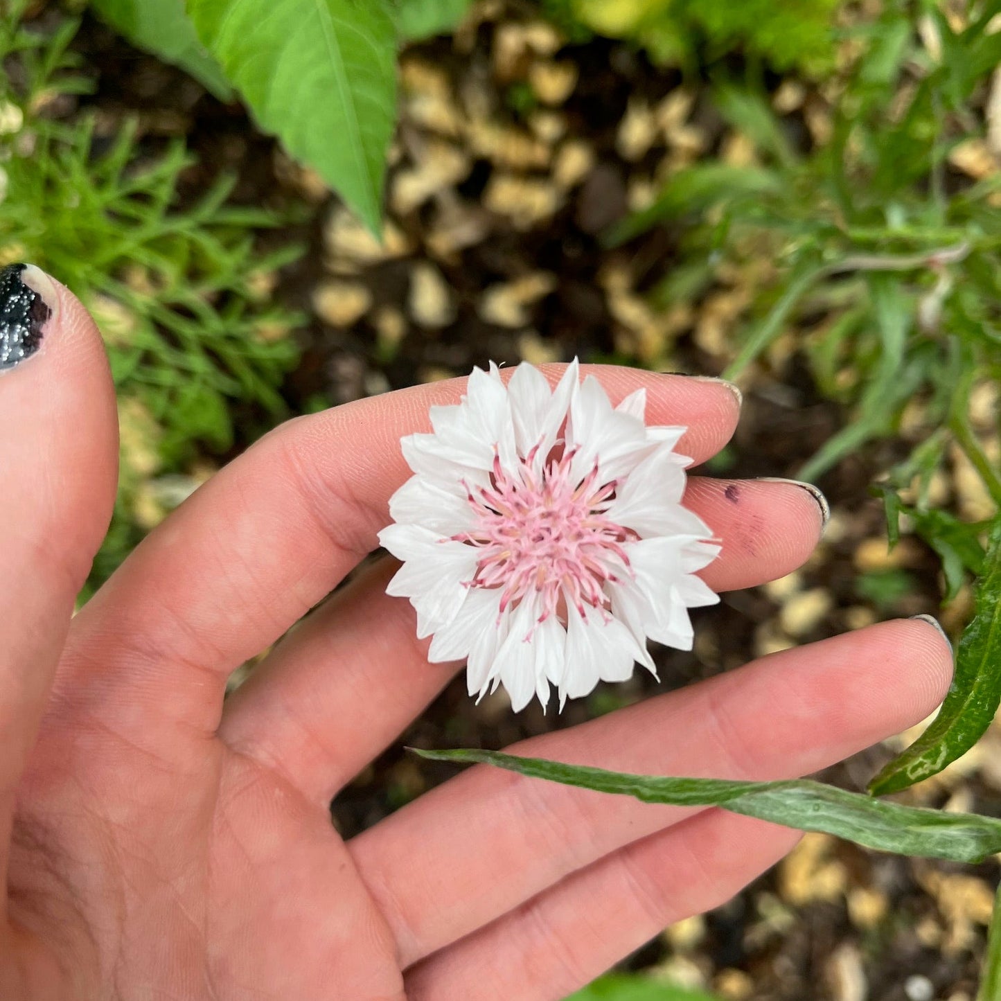 White Cornflower Centaurea Seeds