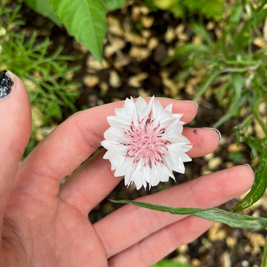 White Cornflower Centaurea Seeds