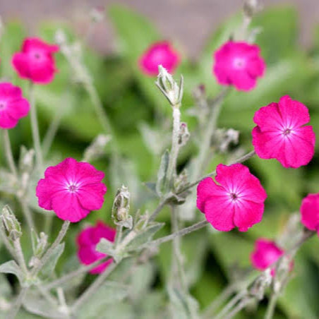 Rose Campion Seeds