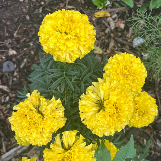 Yellow African Crackerjack Marigold Seeds