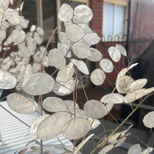Lunaria Annua "Honesty" Seeds
