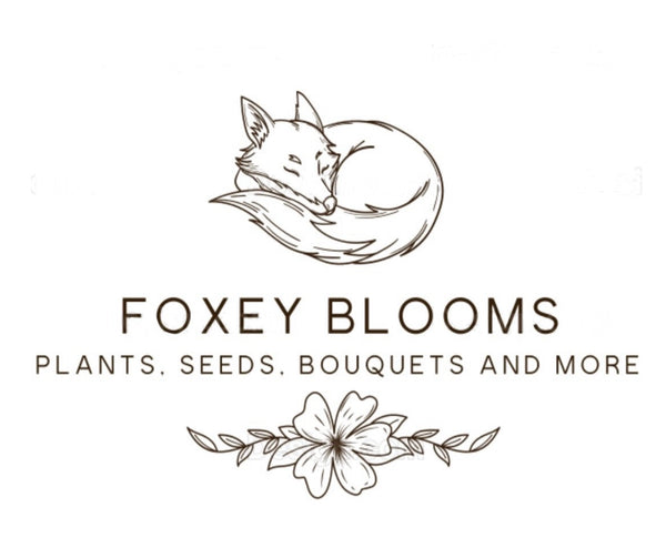 FoxeyBlooms