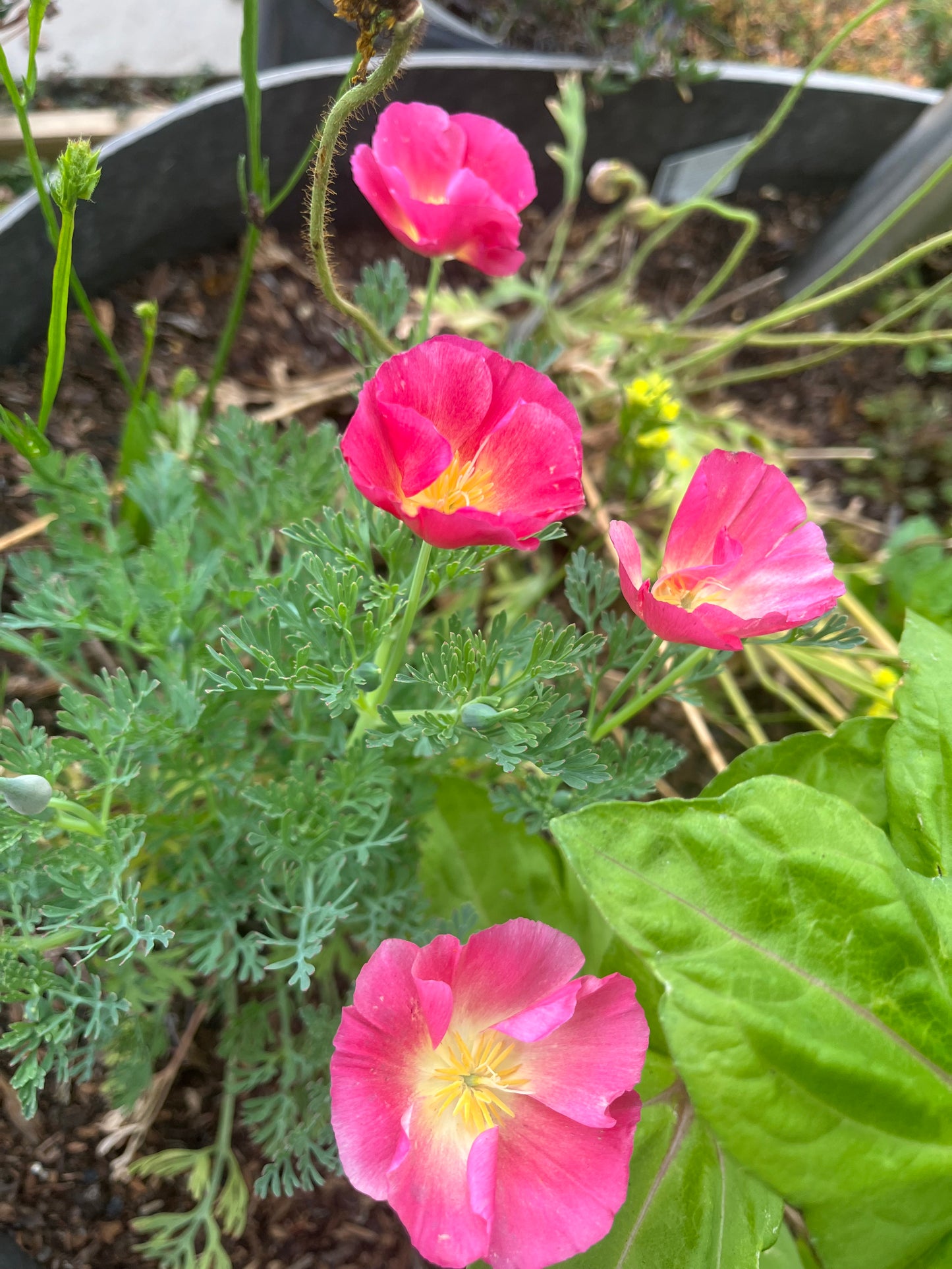 Apple Blossom Californian Poppy Seeds