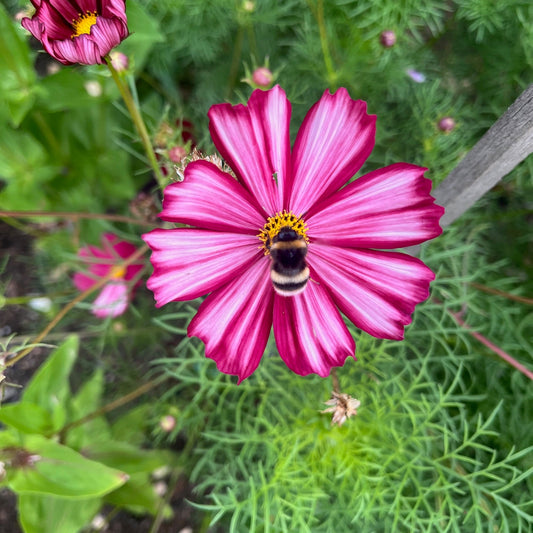 Velouette Cosmos Seeds