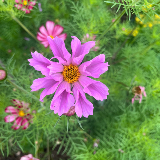Light Pink Seashell Cosmos Seeds