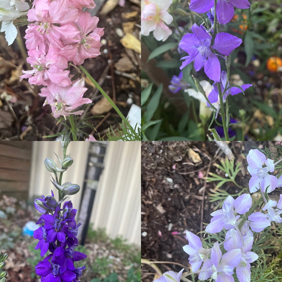 Mixed Larkspur Seeds