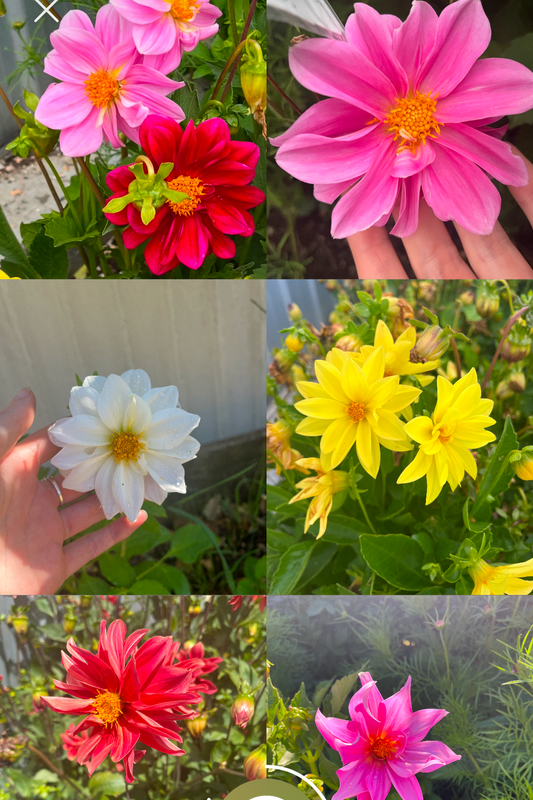 Bright Dahlia Mix Seeds