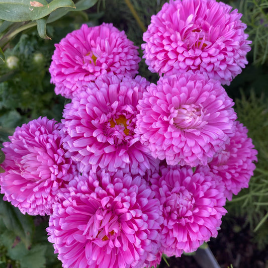 China King Size Pink Aster Seeds